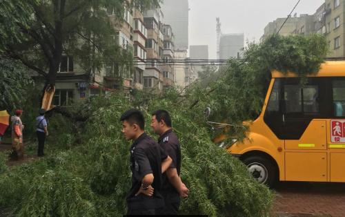 哈市香坊區一棵大樹樹干折斷砸中校車 無人員傷亡 哈市香坊區一棵大樹樹干折斷砸中校車 無人員傷亡