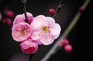 神奇校車本周日第一班車尋找傳說中的“七色梅”